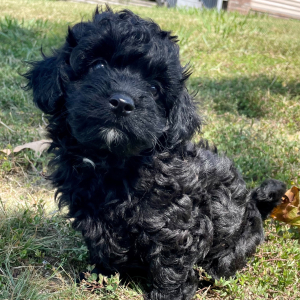 Maltipoo Puppy Midnight