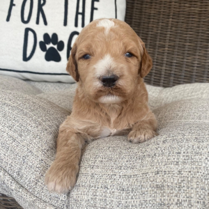 Goldendoodle Puppy Rush