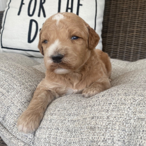 Goldendoodle Puppy Rush