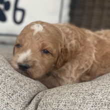 Goldendoodle Puppy Rush
