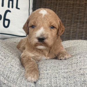 Goldendoodle Puppy Rush