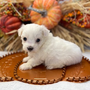 Maltese Puppy Suga