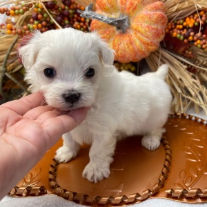 Maltese Puppy Suga