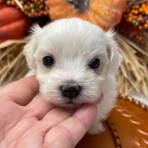 Maltese Puppy Suga