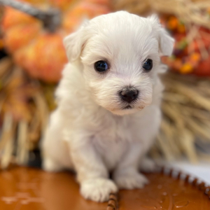 Maltese Puppy Suga