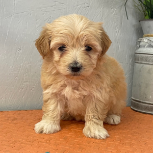 Maltipoo Puppy Lisa