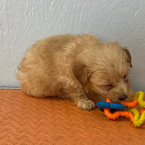 Maltipoo Puppy Lisa