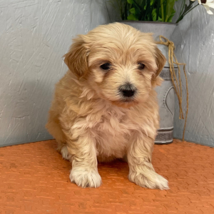 Maltipoo Puppy Lisa