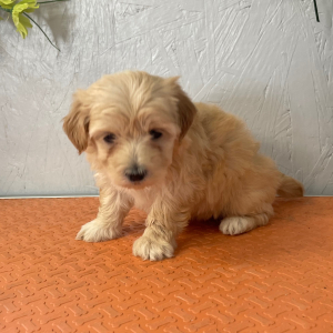 Maltipoo Puppy Lisa