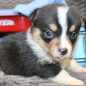 American Corgi Puppy Manny