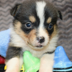 American Corgi Puppy Manny