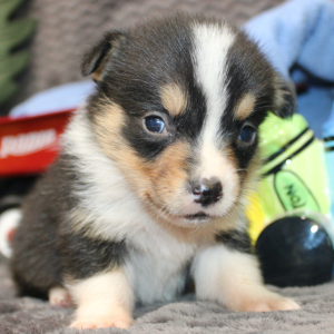 American Corgi Puppy Manny
