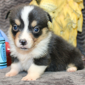 American Corgi Puppy Manny