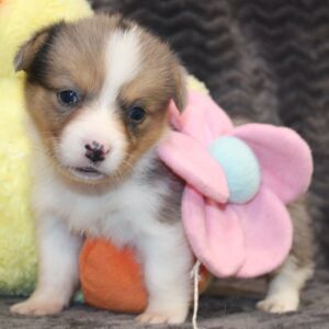 American Corgi Puppy Marley