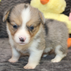 American Corgi Puppy Marley