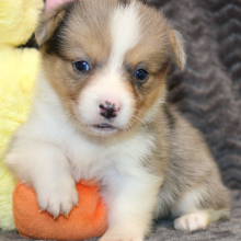 American Corgi Puppy Marley