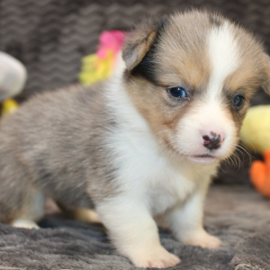 American Corgi Puppy Marley