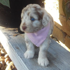 Aussiedoodle Puppy Anya