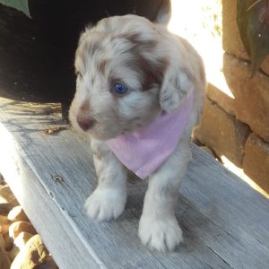 Aussiedoodle Puppy Anya