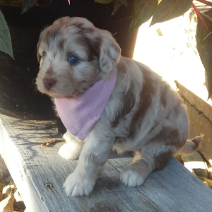 Aussiedoodle Puppy Anya