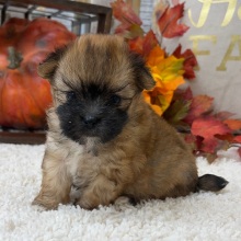 Morkie Puppy Miles