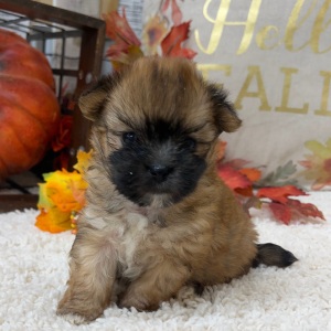 Morkie Puppy Miles