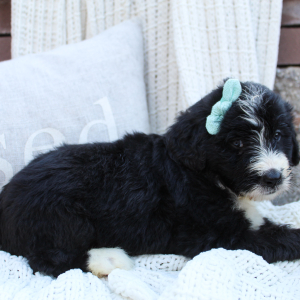 Bernedoodle Puppy Brooke