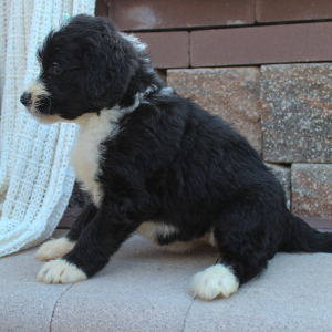 Bernedoodle Puppy Brooke