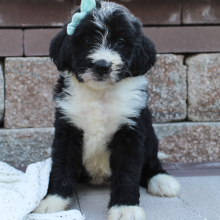 Bernedoodle Puppy Brooke