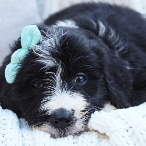 Bernedoodle Puppy Brooke