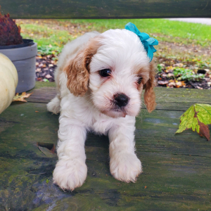 Cavapoo Puppy Ellie