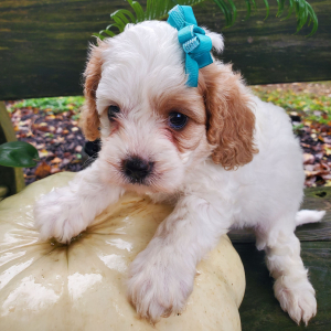 Cavapoo Puppy Ellie