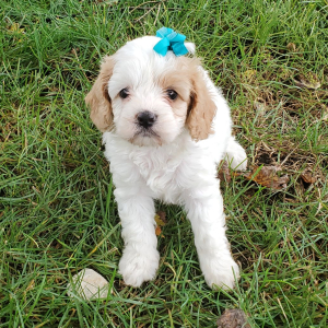 Cavapoo Puppy Ellie