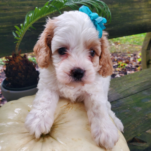 Cavapoo Puppy Ellie