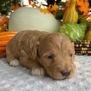 Goldendoodle Puppy Vanity