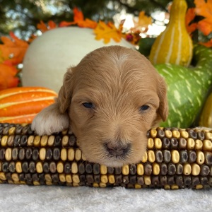 Goldendoodle Puppy Vanity