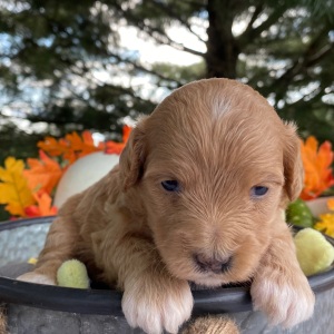 Goldendoodle Puppy Vanity
