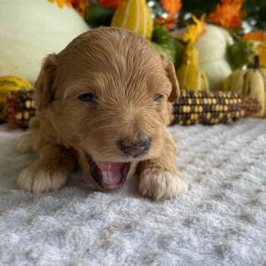 Goldendoodle Puppy Vanity