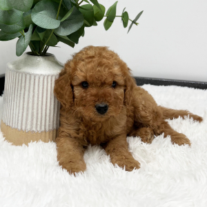 Goldendoodle Puppy Zavior