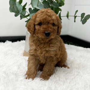 Goldendoodle Puppy Zavior