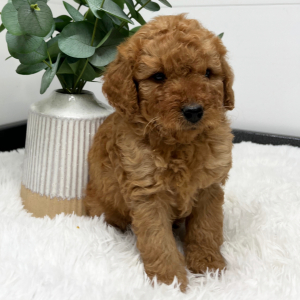 Goldendoodle Puppy Zavior