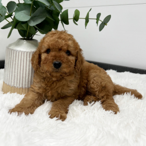 Goldendoodle Puppy Zavior