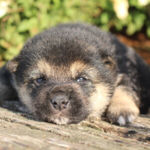 Shiba Inu Puppy Suki