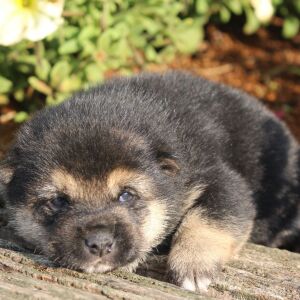 Shiba Inu Puppy Suki