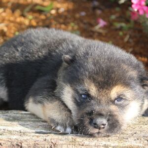 Shiba Inu Puppy Suki