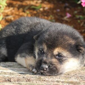 Shiba Inu Puppy Suki