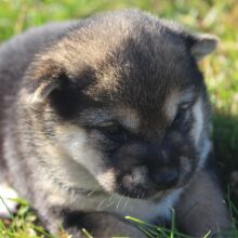 Shiba Inu Puppy Suzie