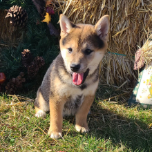 Shiba Inu Puppy Suzie