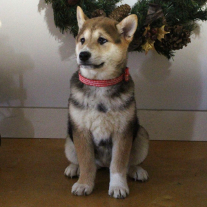 Shiba Inu Puppy Suzie