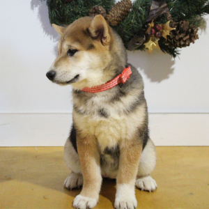 Shiba Inu Puppy Suzie